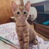 Kleine Lila sucht Zuhause