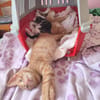 Kleine Lila sucht Zuhause