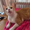 Kater Peach sucht Dich