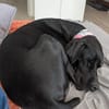 Aris sucht ein Zuhause