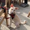 Hati, neugieriger Welpe sucht Familie