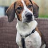 Hundekind Karla auf Pflegestelle
