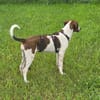 Hundekind Karla auf Pflegestelle