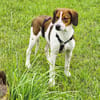 Hundekind Karla auf Pflegestelle