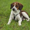 Hundekind Karla auf Pflegestelle