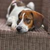 Hundekind Karla auf Pflegestelle