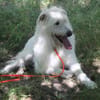 Yuki, schüchtern,als Zweithund