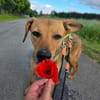 Vali - ein sensibler Herzenhund