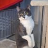 Simba u. Carlos suchen ein liebevolles Zuhause
