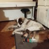 Pax sucht Paten und Spender