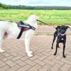Sasha  kleines Lakritzmädchen sucht ihre Traumfamilie!