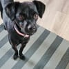Sasha  kleines Lakritzmädchen sucht ihre Traumfamilie!
