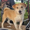 Loki, süßes mopsiges Strubbelmädchen s. Zuhause inkl. Diät