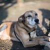 Opi Rex, ruhiger Hund sucht Zuhause