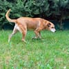 Opi Rex, ruhiger Hund sucht Zuhause