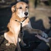 Opi Rex, ruhiger Hund sucht Zuhause