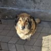 Yvette, fröhliche Hündin sucht Familie