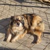 Yvette, fröhliche Hündin sucht Familie