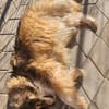 Yvette, fröhliche Hündin sucht Familie