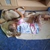 Dafne - kinderfreundlich, kreativ, lustig- wartet in Hofheim