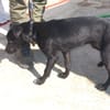 KODA (Los Reyes)