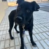 KODA (Los Reyes)