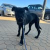 KODA (Los Reyes)