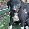 ROCCO (Los Reyes)