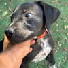 ROCCO (Los Reyes)