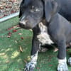 ROCCO (Los Reyes)