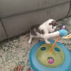 Lola