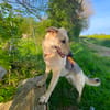 Traumhund Zara