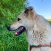 Traumhund Zara