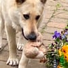 Traumhund Zara