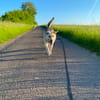 Traumhund Zara