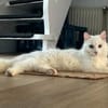 Inka