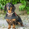 Lucia sucht ihr forever Home