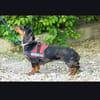 Lucia sucht ihr forever Home