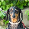 Lucia sucht ihr forever Home
