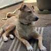 Jessy...sucht ihr Für-immer-Zuhause!
