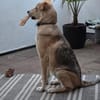 Jessy...sucht ihr Für-immer-Zuhause!