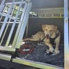 Jessy...sucht ihr Für-immer-Zuhause!