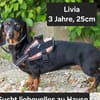 Livia sucht ihr forever Home