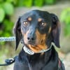 Livia sucht ihr forever Home