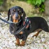 Livia sucht ihr forever Home