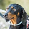 Livia sucht ihr forever Home