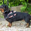 Livia sucht ihr forever Home
