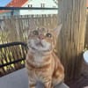 Fluffy und Mango aus dem Tierschutz