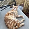 Fluffy und Mango aus dem Tierschutz