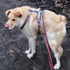 FUNNY, w., kastr., Mischling, 15 kg